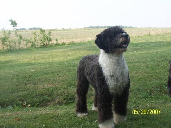 Portuguese-Water-Dog4