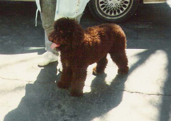 Portuguese-Water-Dog5