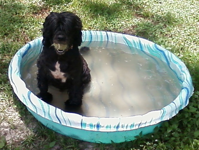 Portuguese-Water-Dog58