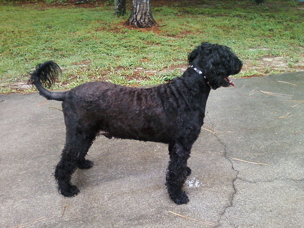 Portuguese-Water-Dog59