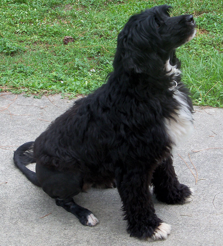 Portuguese-Water-Dog61
