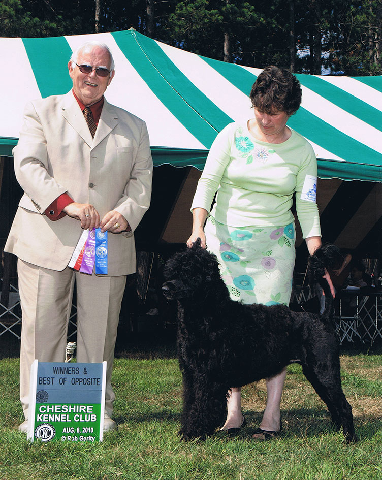 Portuguese-Water-Dog62