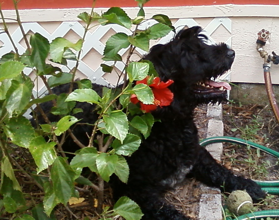 Portuguese-Water-Dog63