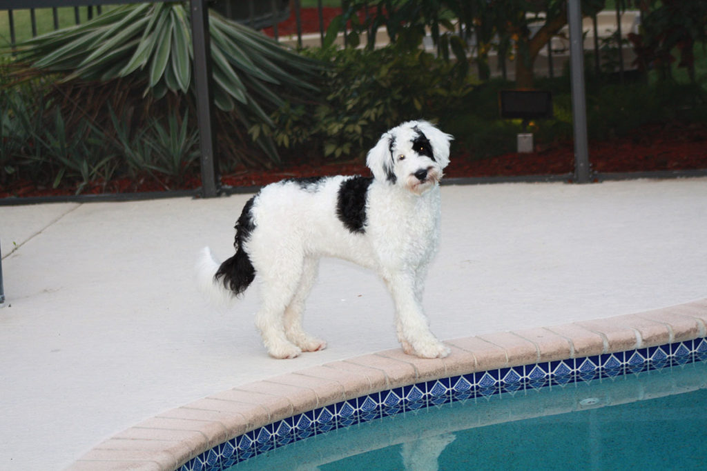 Portuguese-Water-Dog68