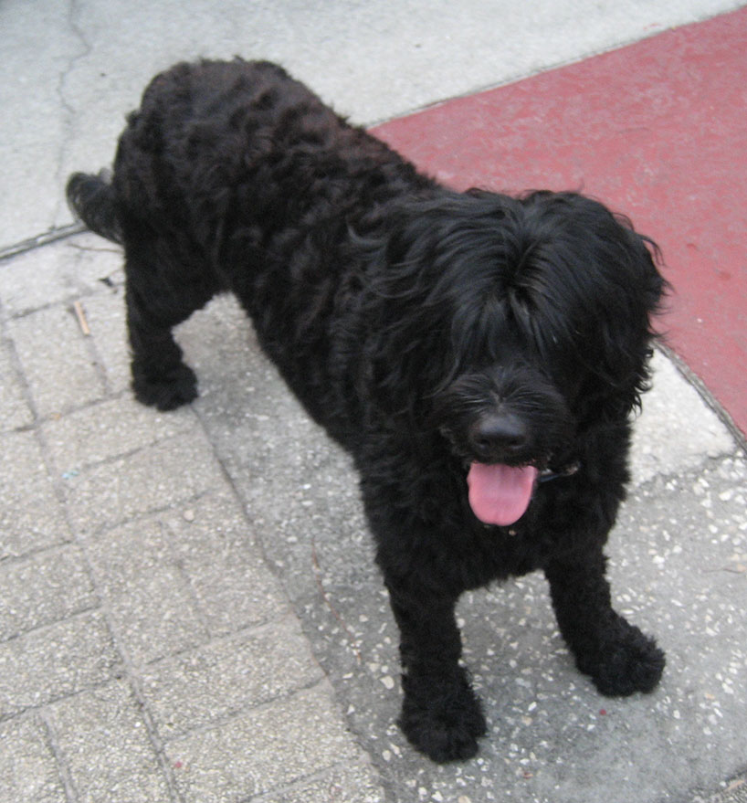 Portuguese-Water-Dog71