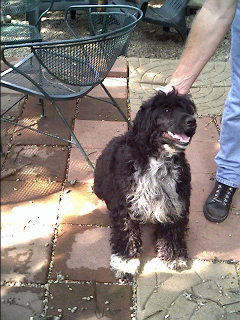 Portuguese-Water-Dog72
