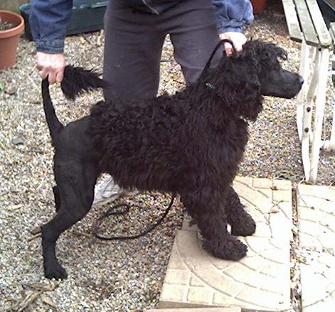 Portuguese-Water-Dog73