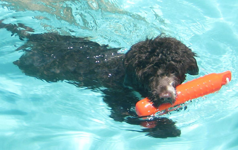 Portuguese-Water-Dog74